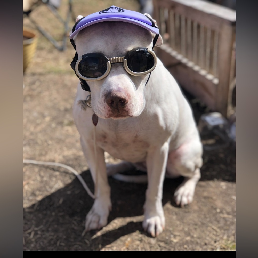 Doggles gold